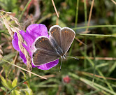 Sortbrun blåfugl