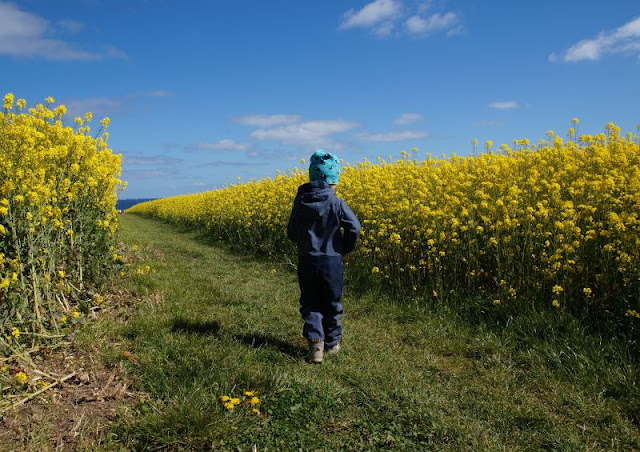 Hier bei uns im Norden: Die Rapsblüte in Schleswig-Holstein. Der Raps wächst höher als die Kinder.