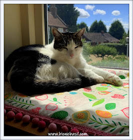 Sunning with Melvyn  ©BionicBasil® The Pet Parade 364
