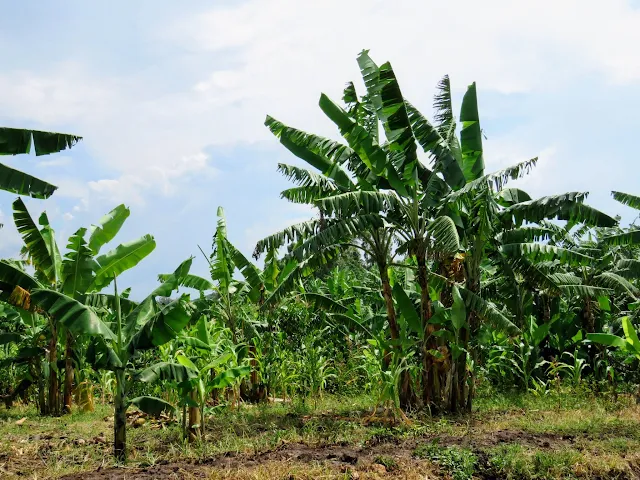 Matoke plants in Uganda