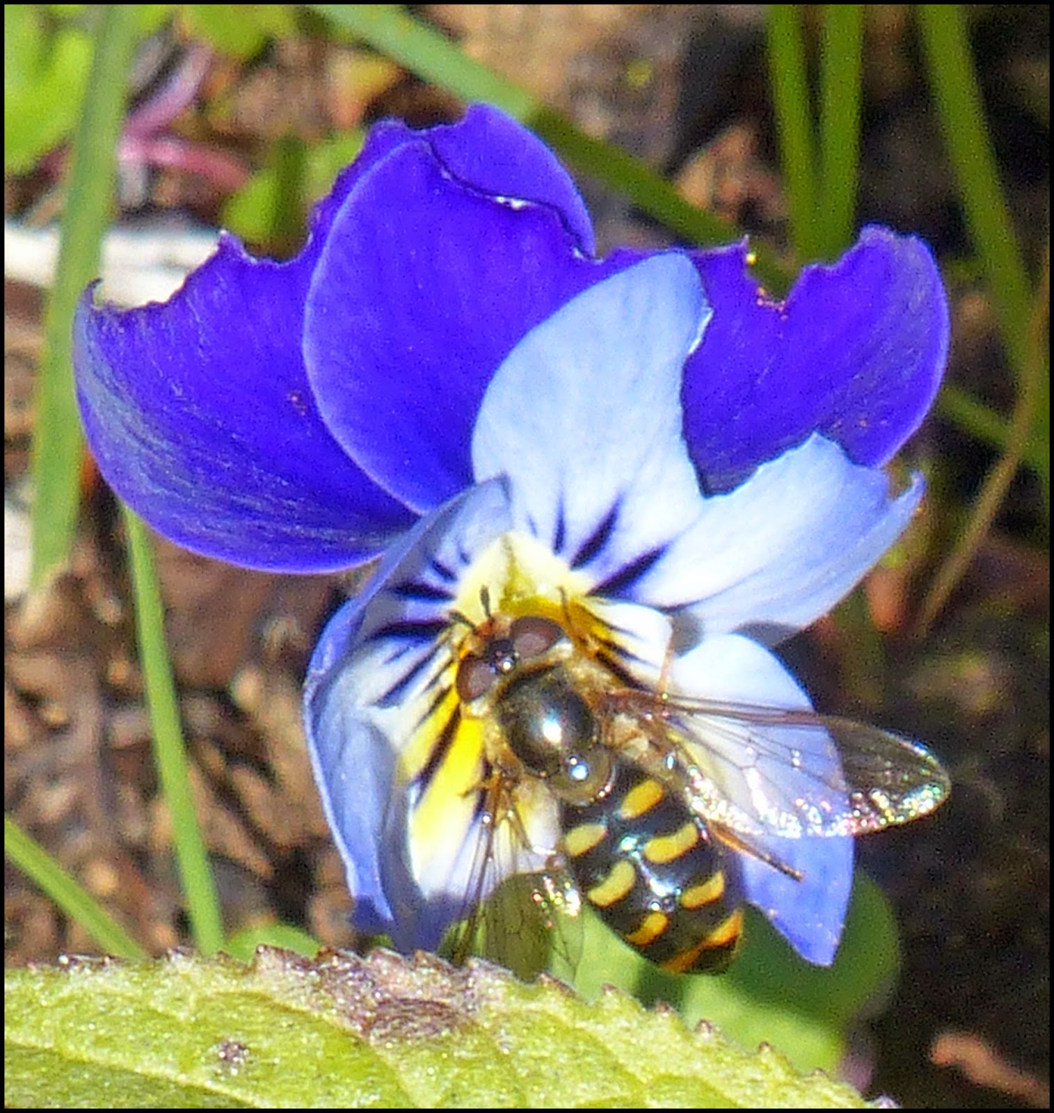 Wild and Wonderful: Home patch ~ eye-catching insects