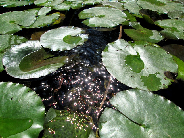 Un día de primavera en el Jardín Botánico de Valencia, abril 2014 - Paseos Fotográficos Valencia