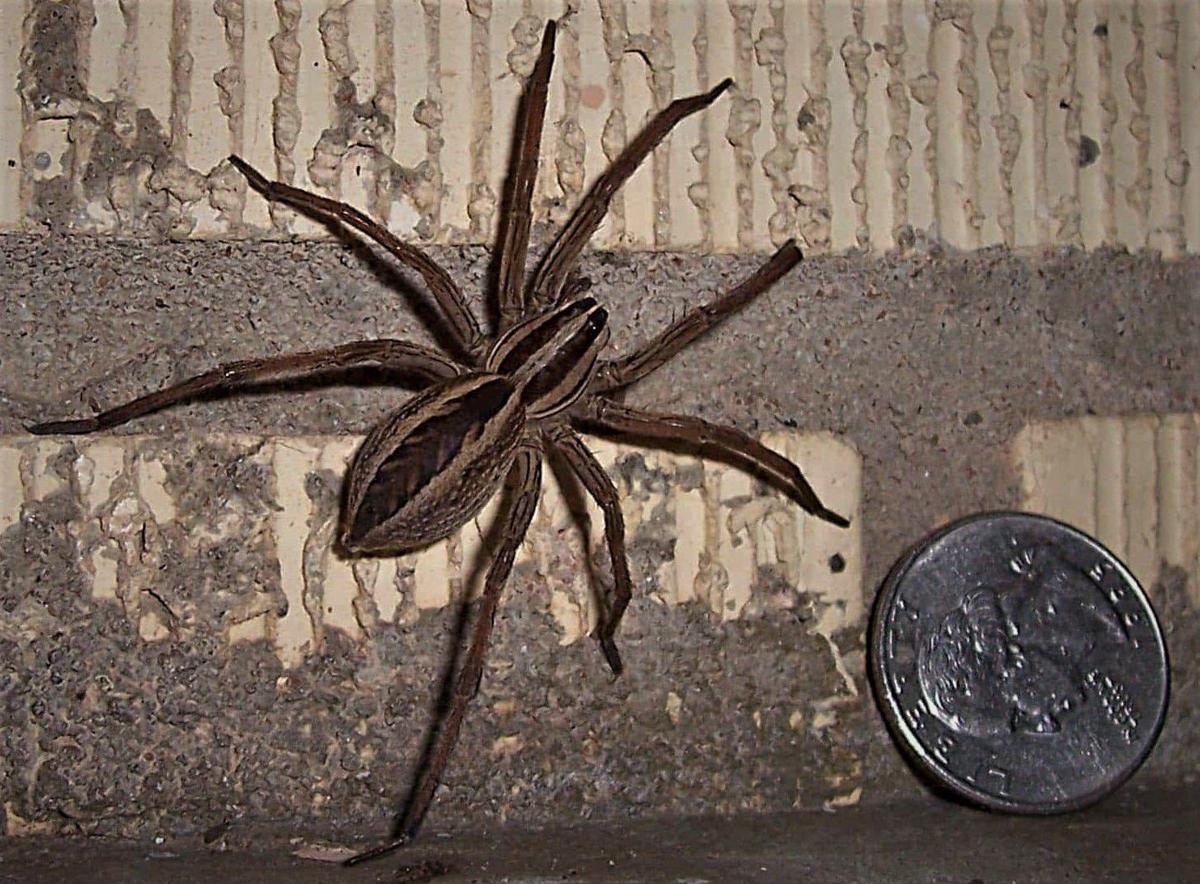 Are Wolf spiders dangerous & poisonous? Where do wolf spiders live?