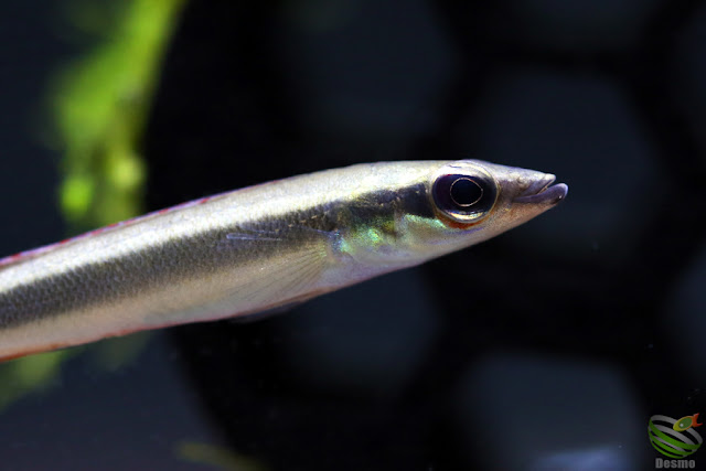 Crenicichla notophthalmus