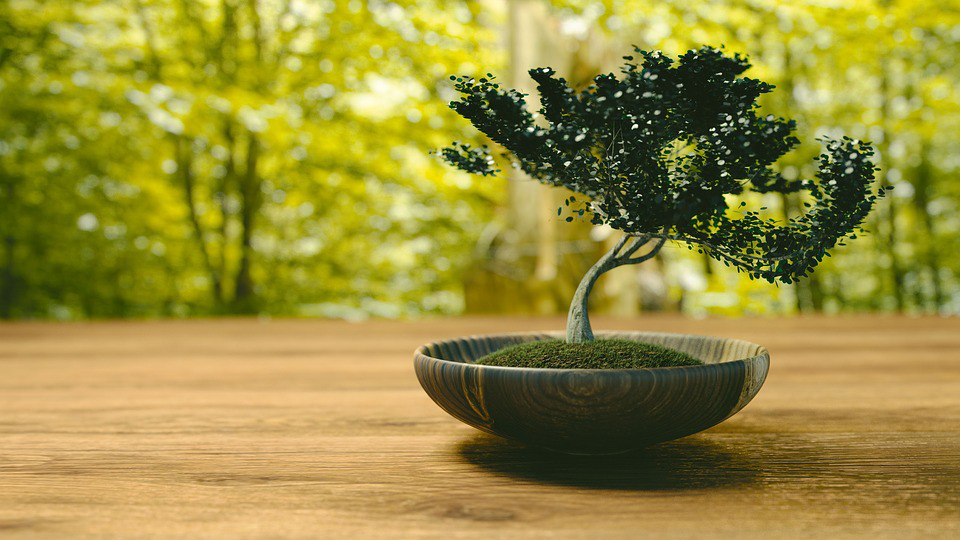 How To Grow Bonsai Trees For Beginners