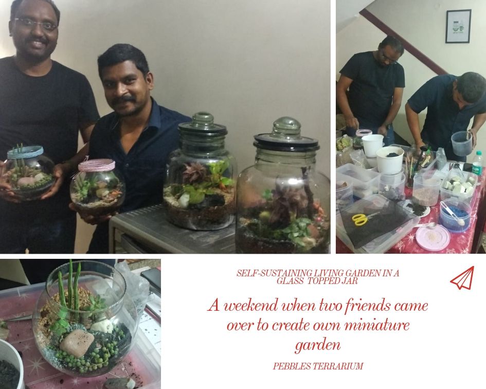 Pebbles Terrarium Blog Bangalore Terrarium Class Picture