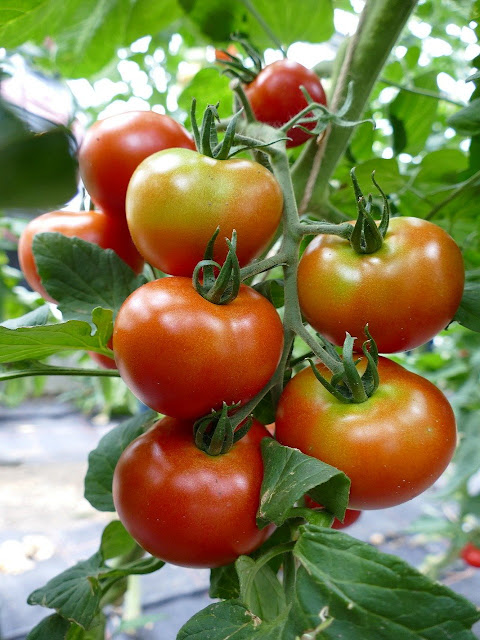 3 Cara Memangkas Tanaman Tomat yang Baik dan Benar agar Subur - Toko