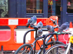 they fly the bird codycross 9