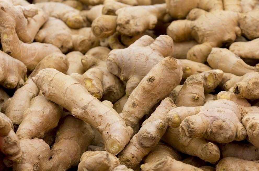 Bibit Jahe Merah Jogja