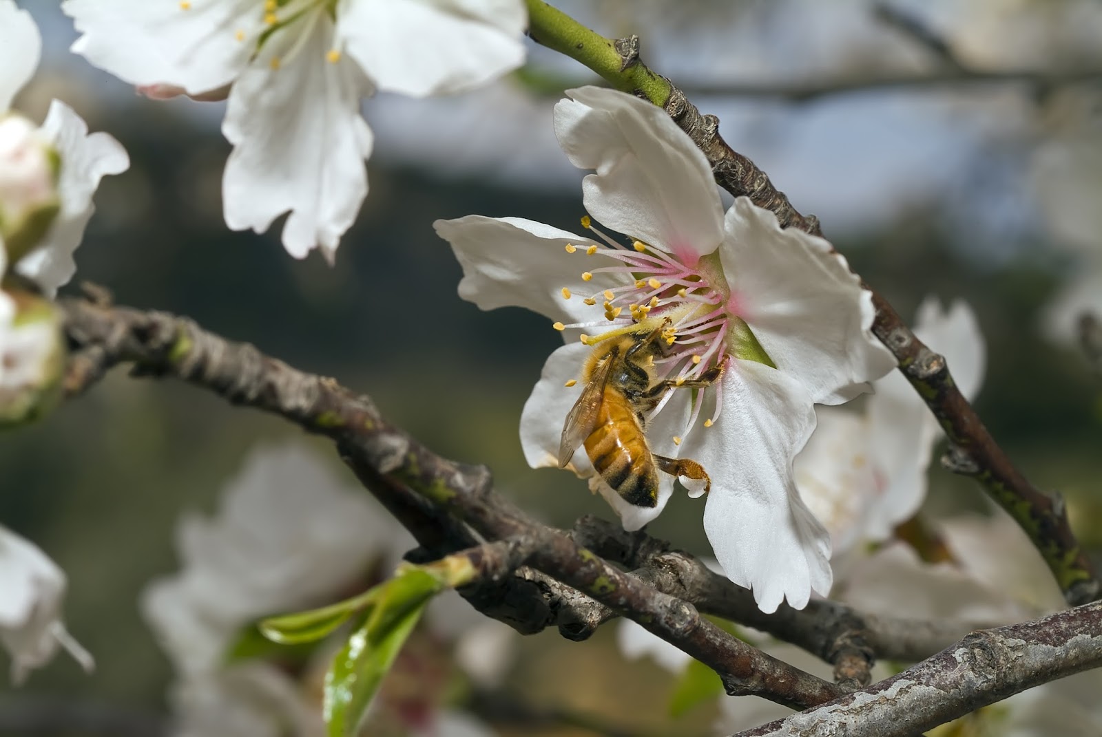 Kataru's love and pursuit of Farming Why bees? What exactly do they do in an almond/fruit orchard?