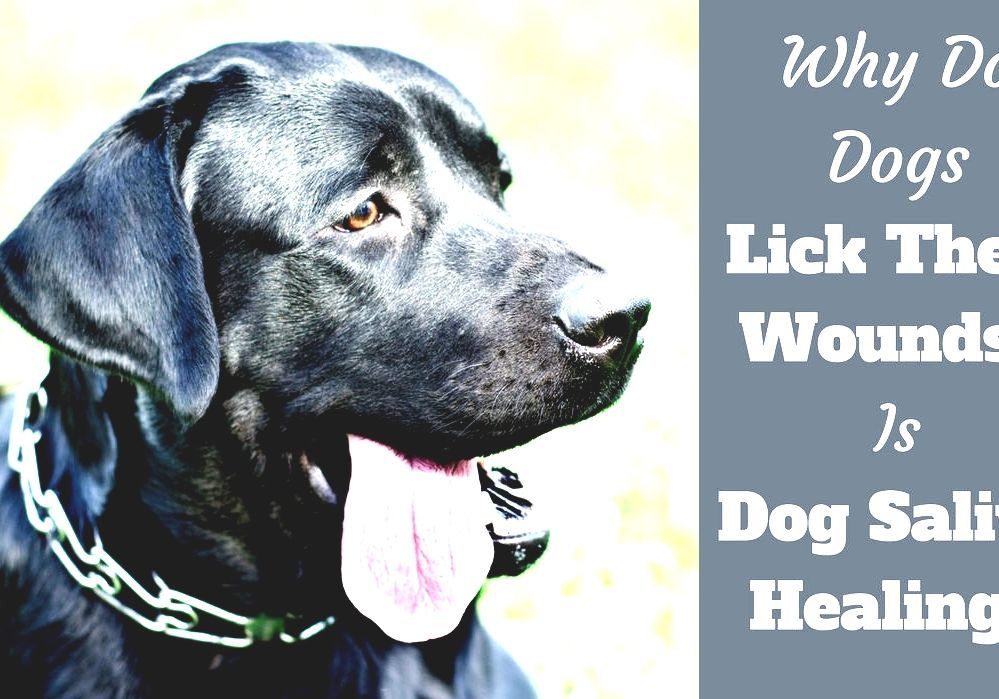 Wound Licking Dog Tongue Wound Licking Dog Tongue