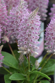 プチロータスジョーイ