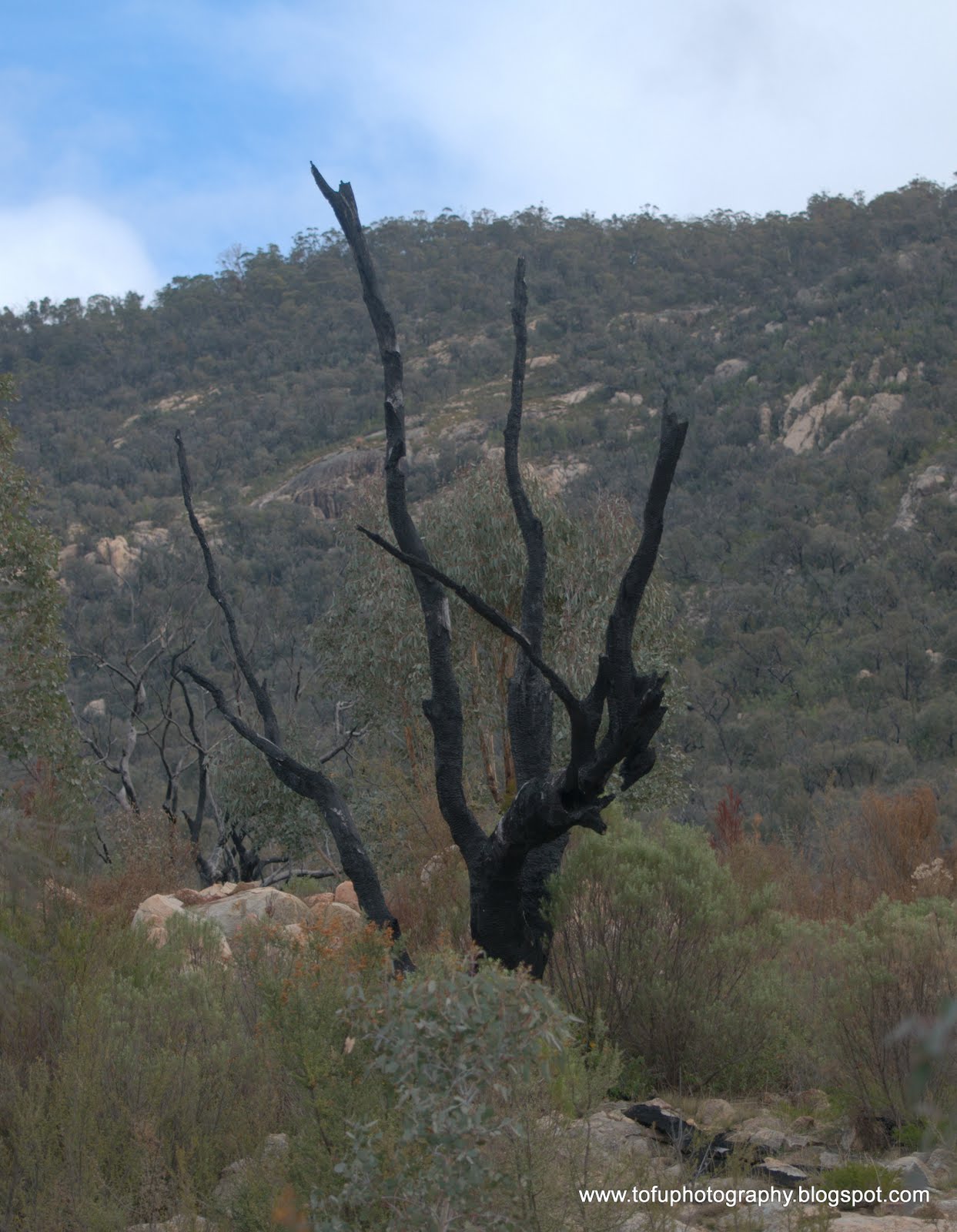 Tofu Photography Burnt tree