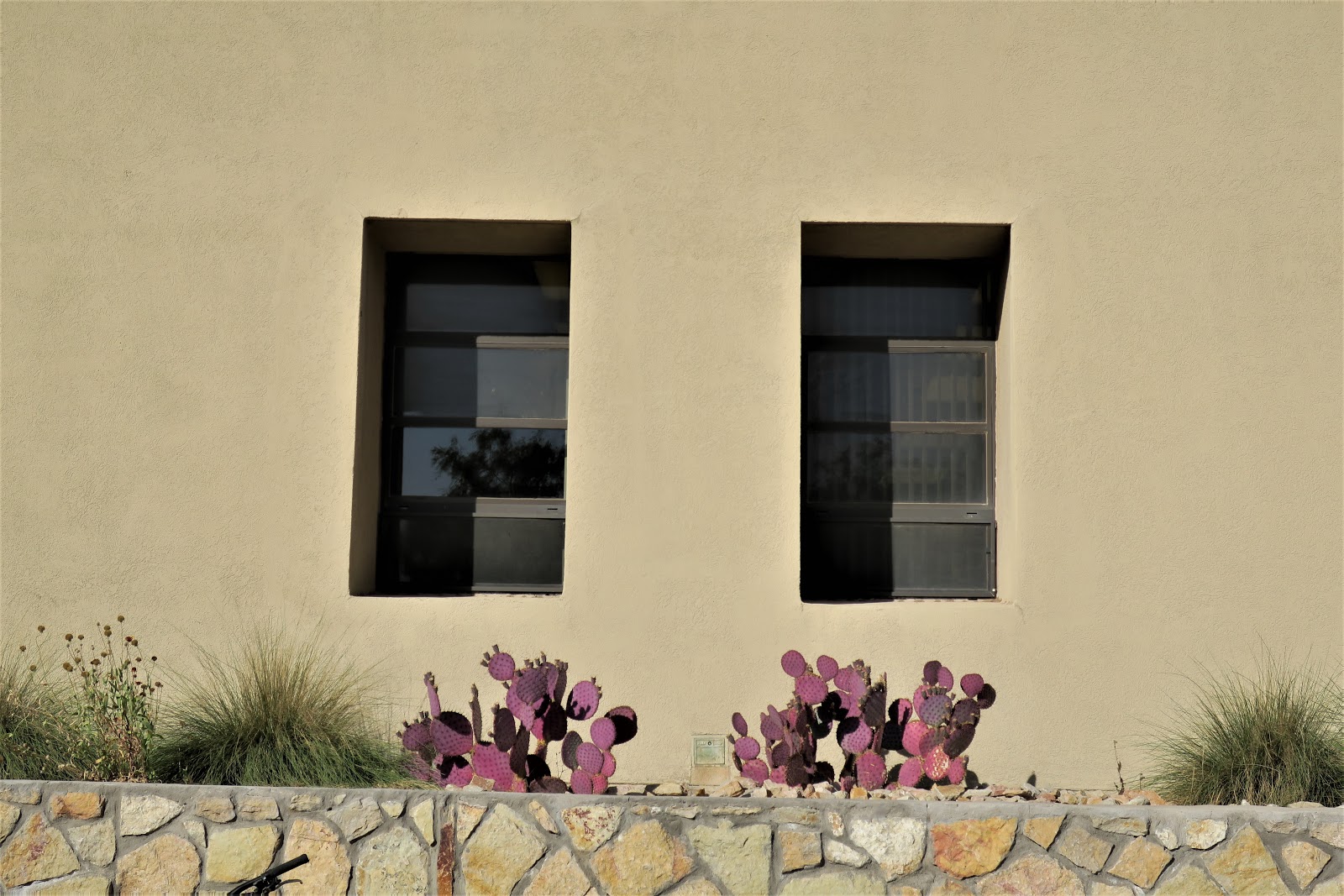 Living Rootless El Paso UTEP Peekaboo Pink