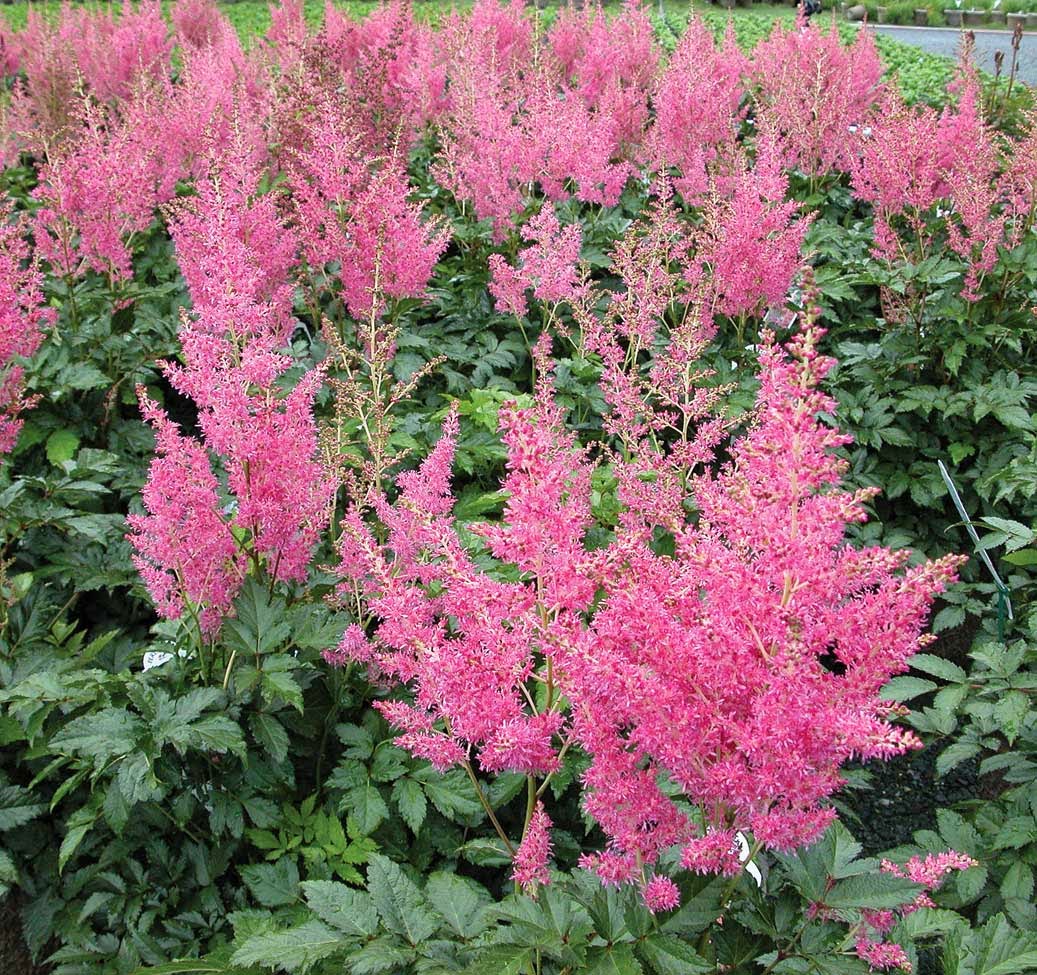 Plants For Wet Soil Area Landscape Scenery