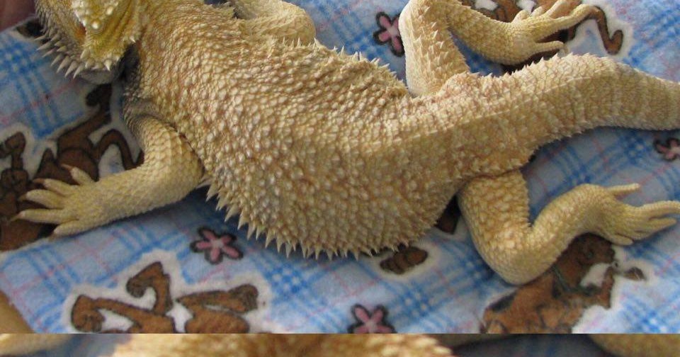 bearded-dragon-throwing-up-blood-3.jpg