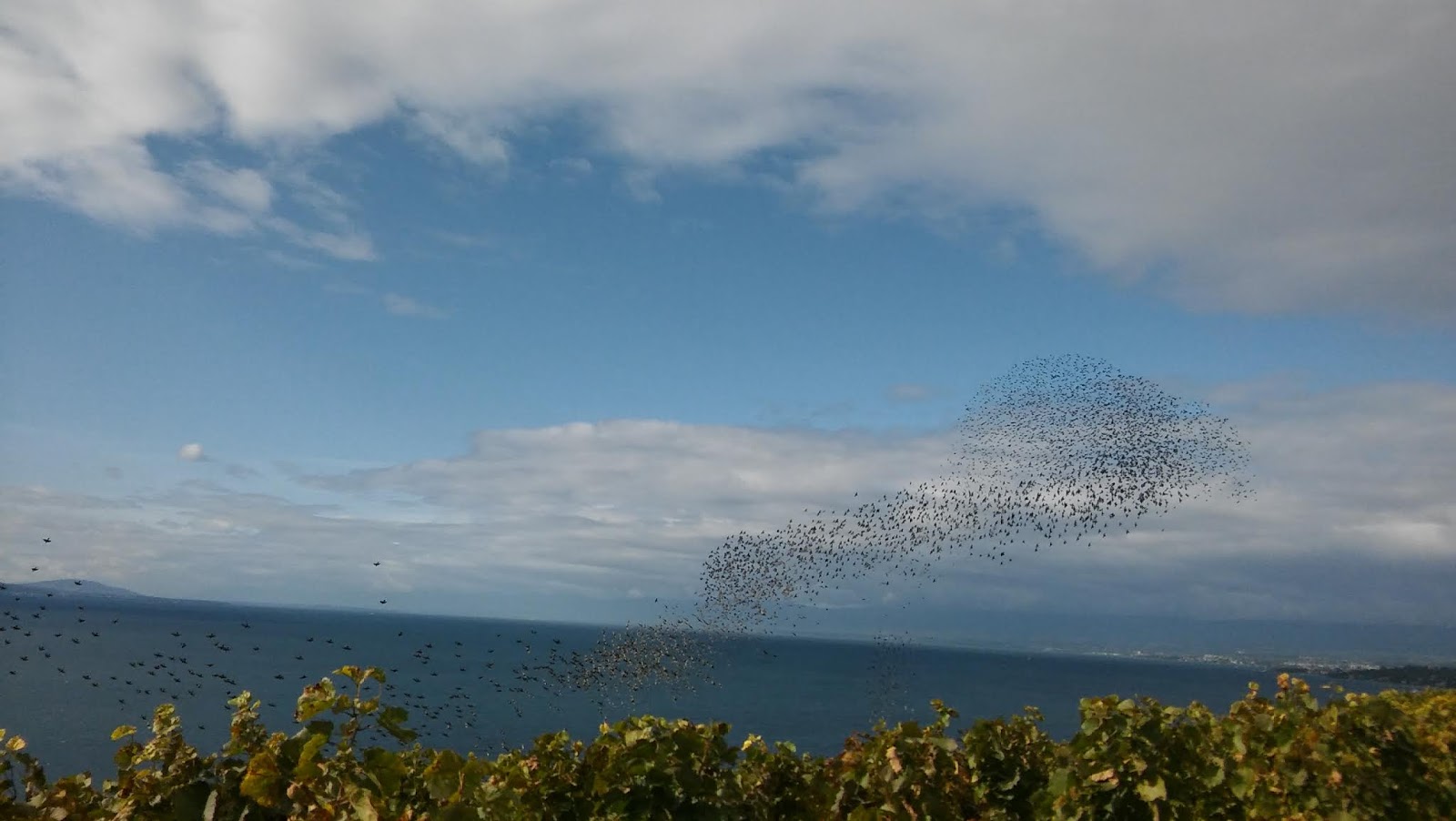 Freiburger Zeitgeistliterature Satis Shroff A Walk Along