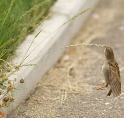 flying sparrow funny bird
