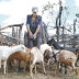 Paraíba é o maior produtor de leite de cabra do País; diz IBGE