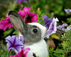 bunny desktop wallpapers animali bing rabbit animals animal bunnies immagini con rabbits flower spring easter too cutest