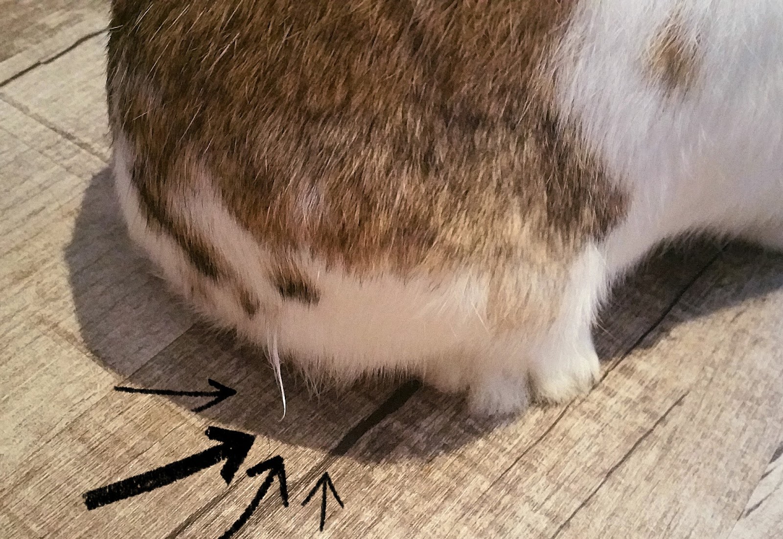 3 Rabbit Care Tips for Summer WHIMSICAL MUSICAL