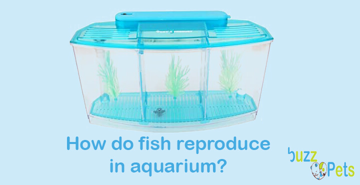 How do fish reproduce in aquarium?
