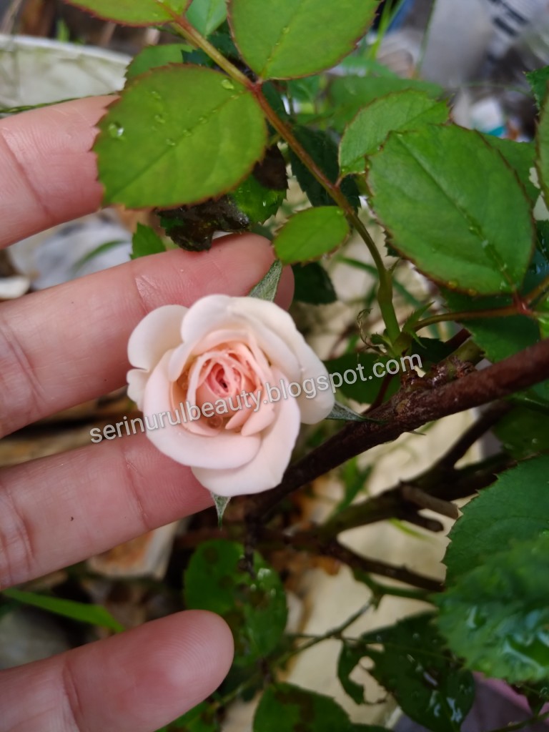 Healthy Nurul Beauty The pretty look of blooming rose flowers in soft