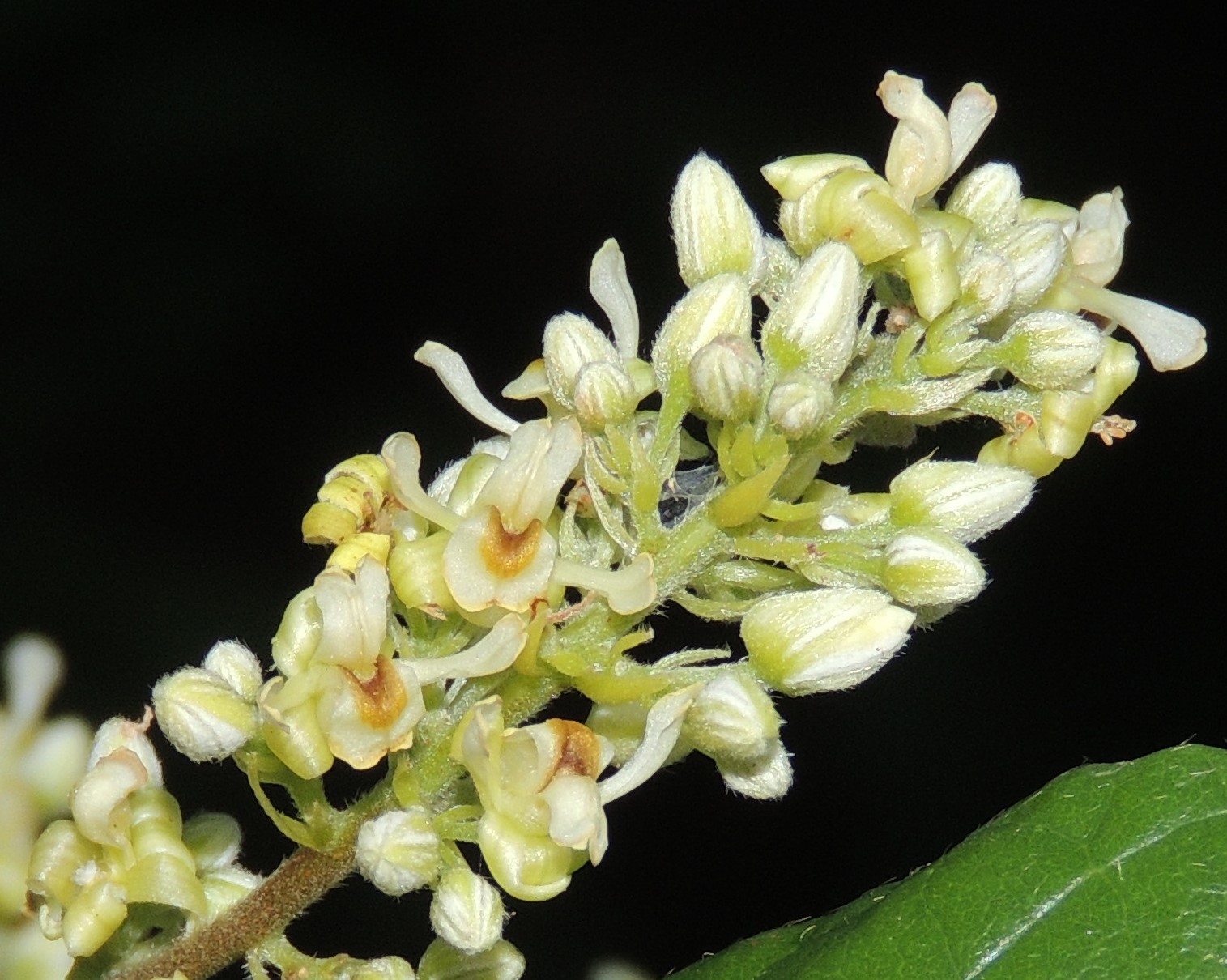 Flora campus I Trigoniaceae Trigonia nivea Cambess.
