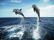 Tapety: DelfinyOrkiDolphins Wallpapers . (tapeta delfin orka )