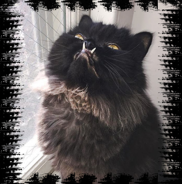 Poorly bred Persian cat with grossly misaligned jaw is a social media celebrity