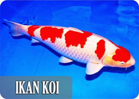 Daftar Nama Ikan Hias Air Tawar Terindah Di Indonesia Dan