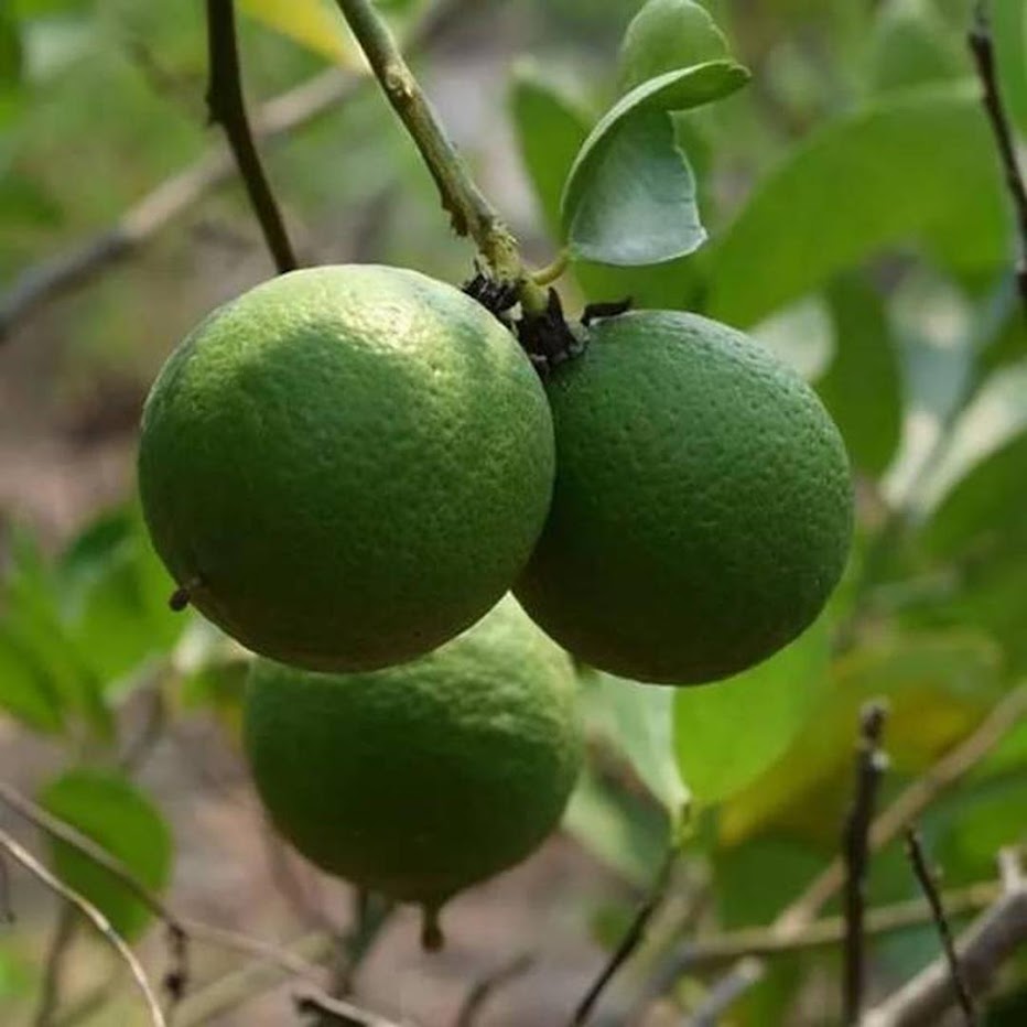 Bibit jeruk nipis super unggul Jakarta