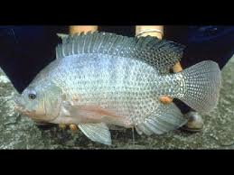 Inilah Umpan Ikan Nila Mujarab!!  Yang Delum di Ketahui Pemancing