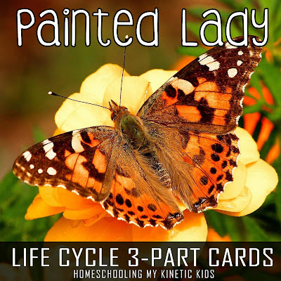 If you're growing the Insect Lore butterflies this spring, you need to grab these FREE Painted Lady 3-part Cards for more learning fun!