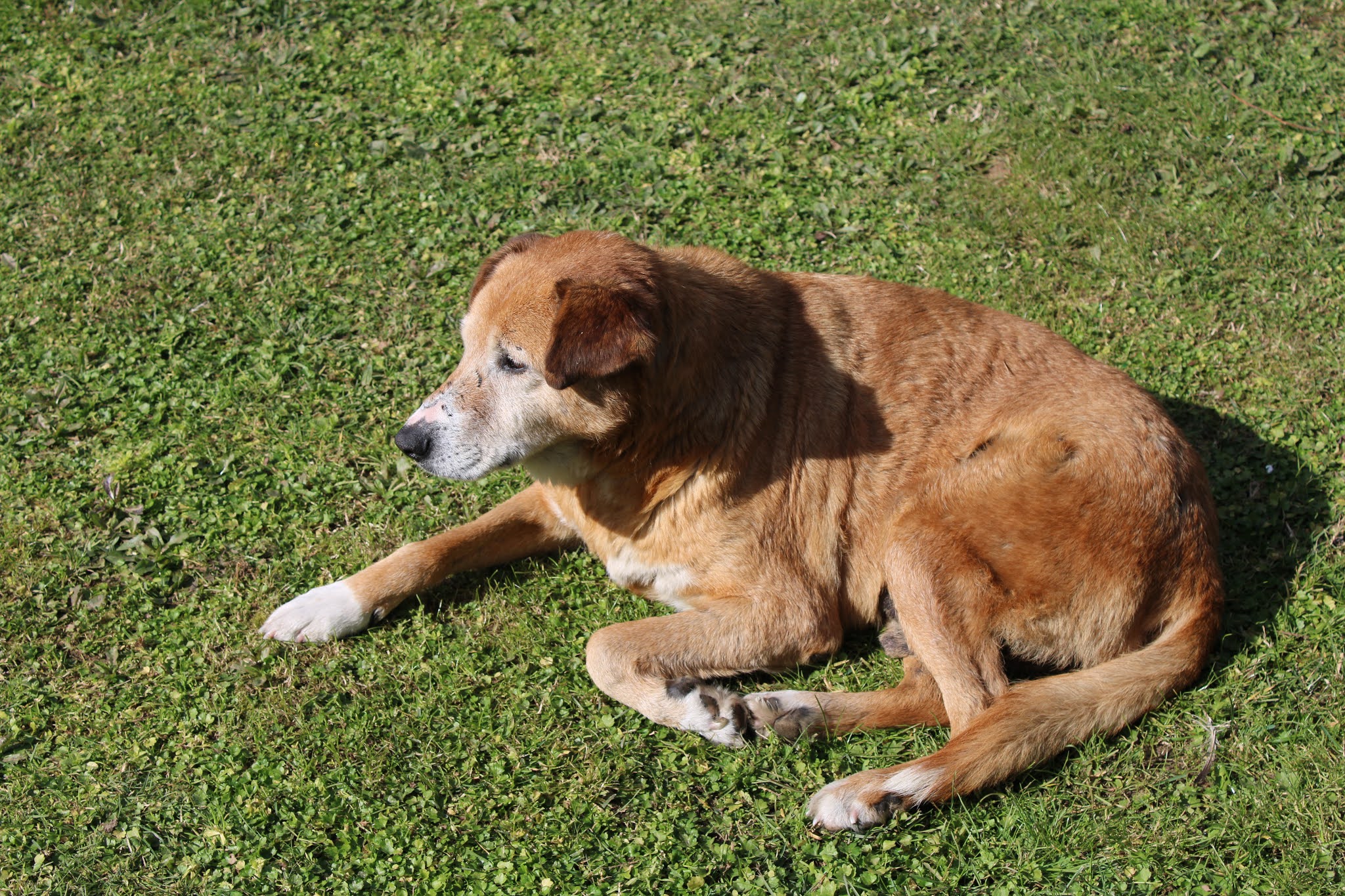 sokak köpekleri besleme