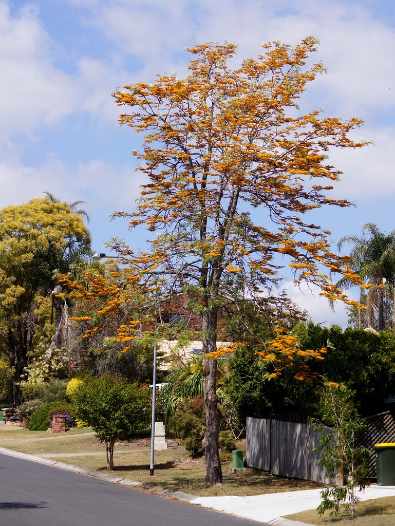 Real World Gardener Silky Oak is Plant of the Week