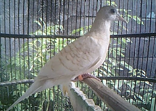 Tips Cara Merawat Burung Derkuku Tekukur Gacor Rajin Manggung