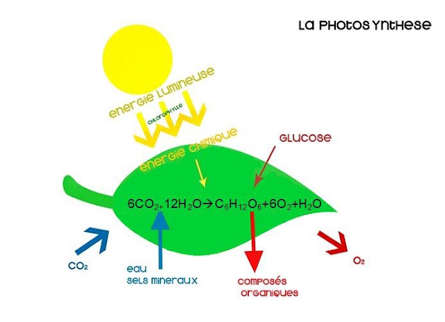 TPE Photosynthèse: Introduction