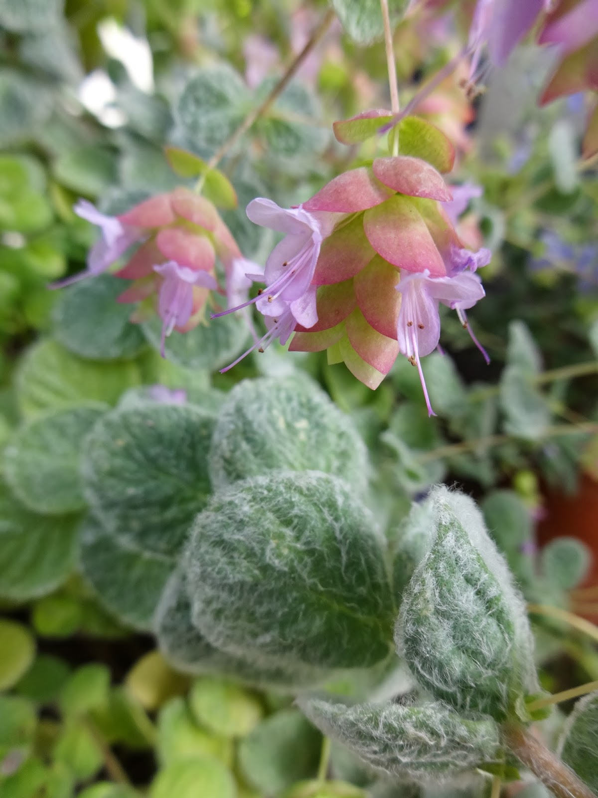Zioła z Odległych Krain Dittany of Crete, Origanum dictamnus Kreteńskie Oregano