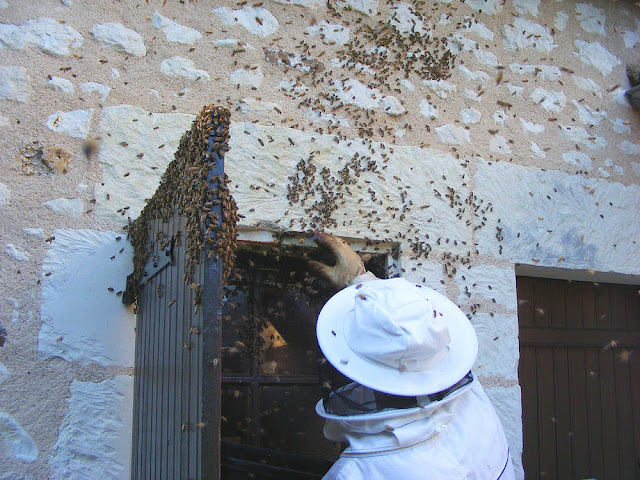 Brushing feral honey bees into a box during a rescue operation, Indre et Loire, France. Photo by Loire Valley Time Travel. Brushing feral honey bees into a box during a rescue operation, Indre et Loire, France. Photo by Loire Valley Time Travel.