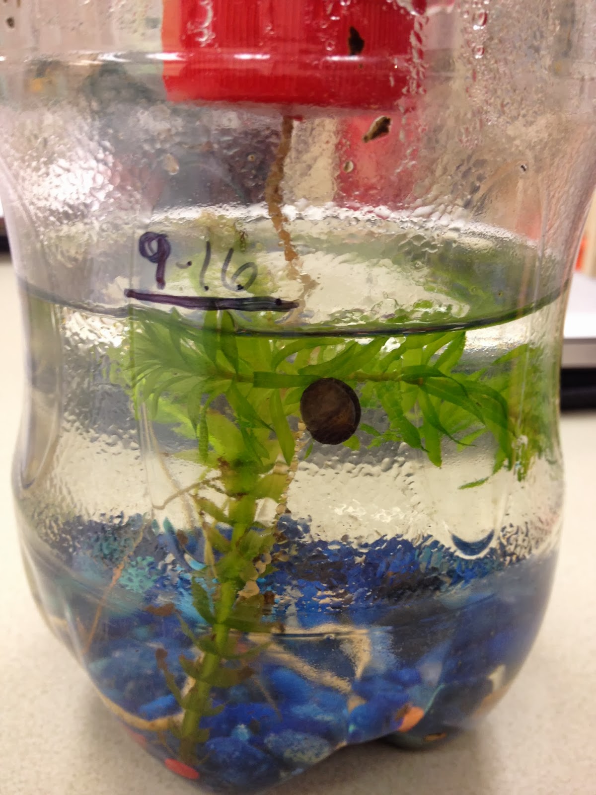 Ecosystem in a Bottle: Ecosystem in a Bottle: Week 5