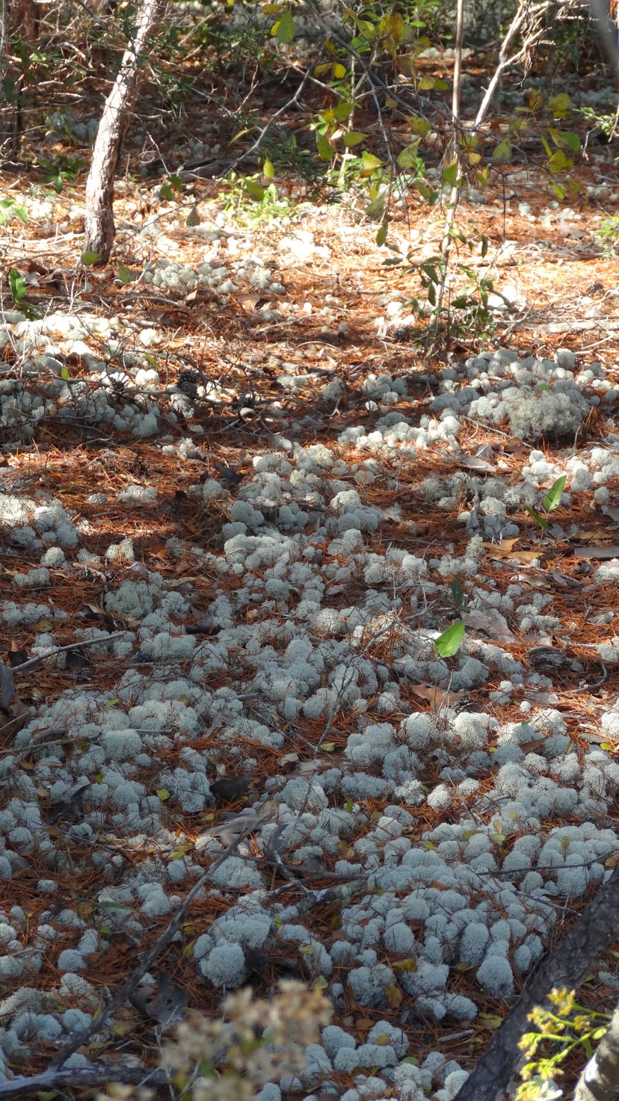 Gaia Garden Reindeer Moss But There Were No Reindeer In Sight gaia-garden-reindeer-moss-but-there-were-no-reindeer-in-sight