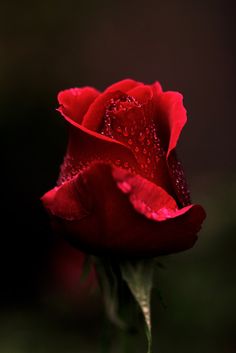 red rose images