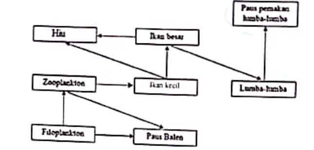 Di suatu ekosistem perairan terdapat zooplankton, ikan kecil, ikan besar, dan fitoplankton, maka ddt