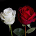 60 different colors of roses. Enjoy lovely rose flowers collection.