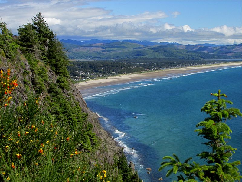 Where Can I Buy Whippets