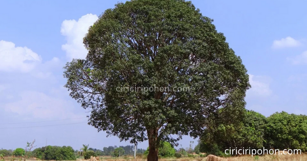 Pohon Mangga