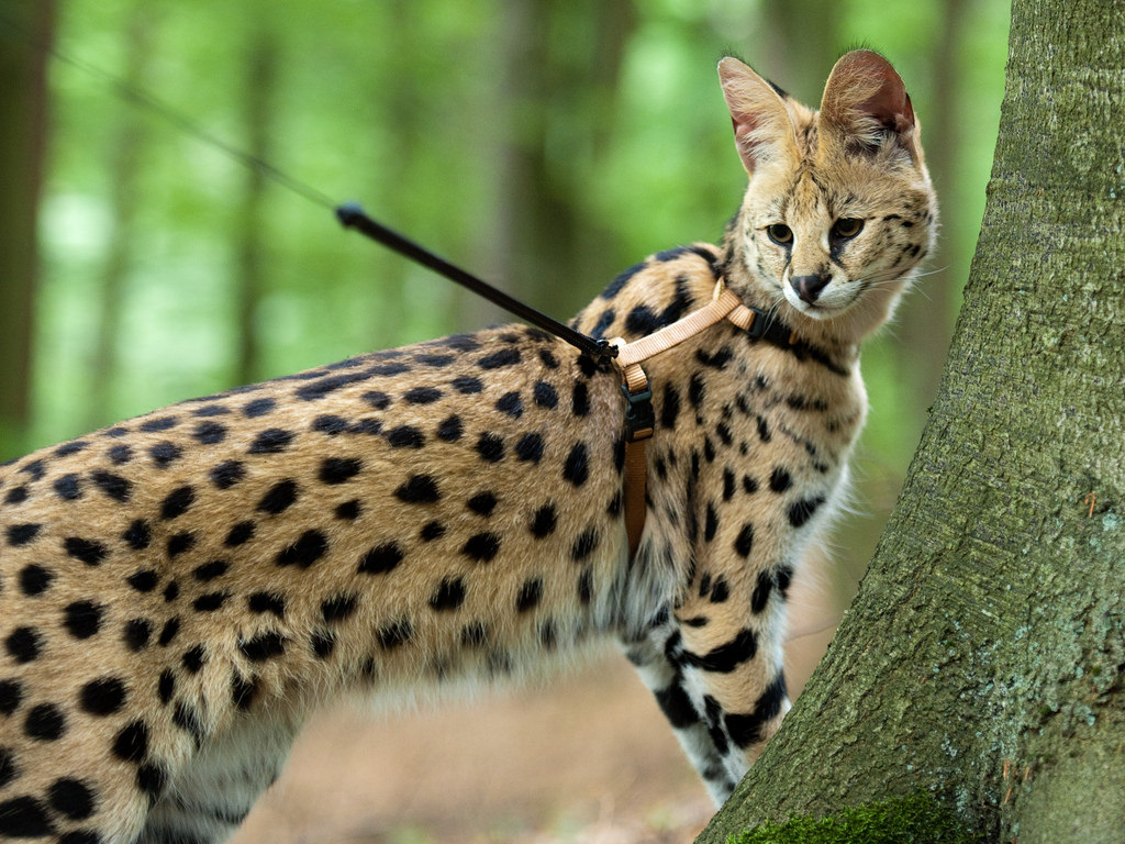 kucing serval