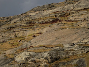 Musk oxen on the hillside - can you spot them?