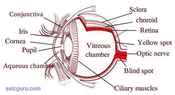 class x sslc biology quick notes windows of knowledge 2 sslcguru com